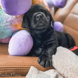 Labrador Retriever Puppies from Landon J Farms Labrador Retrievers