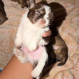 Oliver - Liver and white male Shih Tzu puppy in Bakersfield, California from Little pumpkin Shih Tzu’s