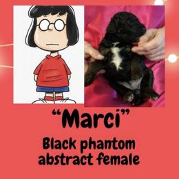 Marci - Phantom female Poodle puppy in Pocatello, Idaho from Snugglebear Moyen Poodles of SE Idaho