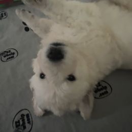 Boy 3 - White male Kuvasz puppy in Ohio from Rising River Kennel Kuvasz