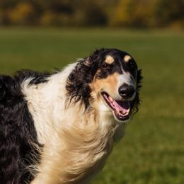 Borzois from Agust Borzoi