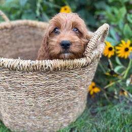 Zinnia - Red female Cavapoo puppy in Putnam, Connecticut from Driftwood Acres