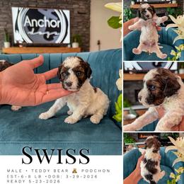 S W I S S - (Poochon teddy bear ) - male Cavapoochon puppy in Pleasant View, Utah from Anchor Dogs
