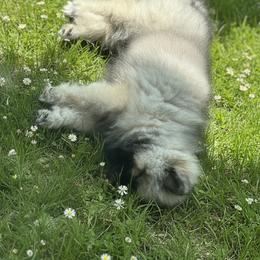Keeshond and Pomeranian Puppies from Mary Schooner
