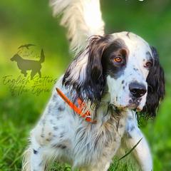 Louie - English Setter