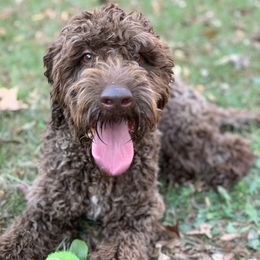 Labradoodles from Mackenzie Seay's Labradoodles