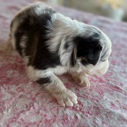 Boy 6 - Blue merle male Australian Shepherd puppy in Fontana, California from J.O Family Aussies