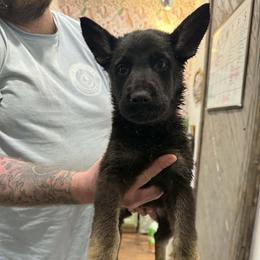 Girl 4 - Bi-color female German Shepherd puppy in Gainesville, Georgia from Vom Haus Schair-Finest Working line German Shepherd Puppies