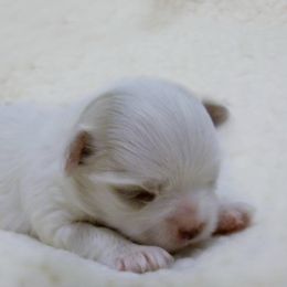 Maltese Puppies from Vellavica Maltese