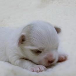 Maltese Puppies from Vellavica Maltese