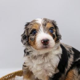 Rain - Blue merle female Bernedoodle puppy in Edmond, Oklahoma from Rock N Roll Doodles