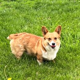 Wellington - Pembroke Welsh Corgi