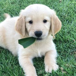 Golden Retrievers from Prim's Golden Retrievers