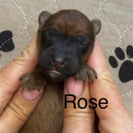 Rose - Red female Whoodle puppy in Pima, Arizona from Schmidt's K9s