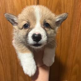 Boi - Red male Pembroke Welsh Corgi puppy in Delton, Michigan from CorGizmo