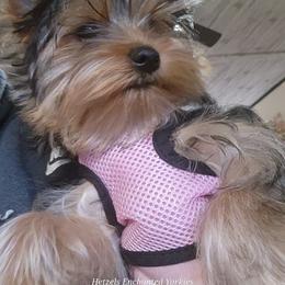 Yorkshire Terrier Puppies from Hetzel’s Enchanted Yorkies (Michigan)