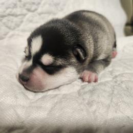 Lyra - Black and white female Alaskan Klee Kai puppy in Byron Center, Michigan from Family Friendly Labradors & Klee Kai