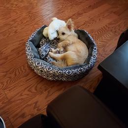 Maltese, Morkie, and Yorkshire Terrier All Grown Up from Little Paws Nursery