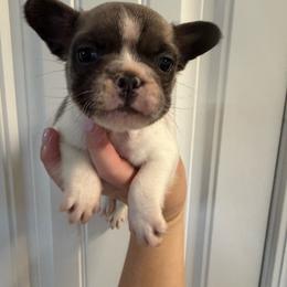 Koala bear - Tricolors male French Bulldog puppy in Ludowici, Georgia from Royal Destiny Kennels