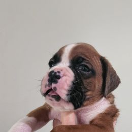 Boxer Puppies from Coast to Coast Boxers