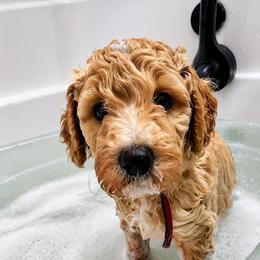 Chrys (Chrysanthemum) - Apricot male Goldendoodle puppy in Camden, North Carolina from Oopsie Doodles of NC