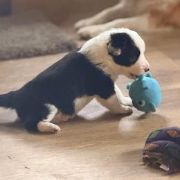 May - Black and white female Border Collie puppy in Lebanon, Oregon from Cahill’s Canines