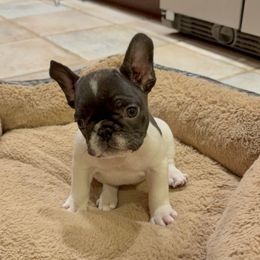 French Bulldog Puppies from Royal Bulldog Productions