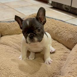 French Bulldog Puppies from Royal Bulldog Productions