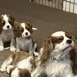 Cavalier King Charles Spaniels from Colorado Cavaliers