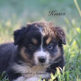 Australian Shepherd Puppies from Knight's Aussies