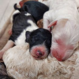 Aussiedoodle Puppies from S & L Oodles of Doodles
