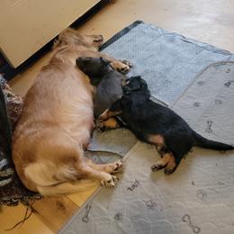 Dachshund Puppies from CLARK'S BREEDING PROGRAM