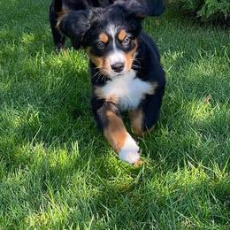 Bernese Mountain Dogs from Benton County Berners