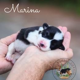 Marina - Black and white female American Corgi puppy in Cameron, North Carolina from Butts Family Corgis