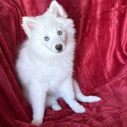 Fern - White male Pomsky puppy in Hudson, New Hampshire from Granite State Pomskies