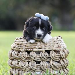 Bogie - Black & white male Miniature Australian Shepherd puppy in White Oak, Texas from Triple Lake Ranch Miniature Australian Shepherds