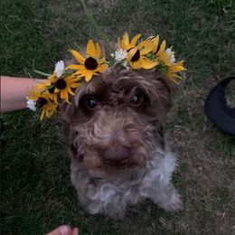 Penny - Aussiedoodle