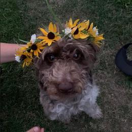 Penny - Aussiedoodle