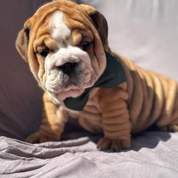 Gideon - Red male Bulldog puppy in Lakeland, Florida from Fur Love And Puppies