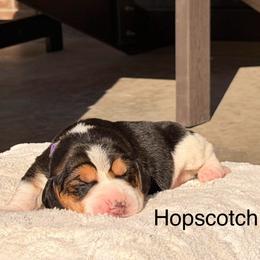 Hopscotch - Black tan and white female Beagle puppy in Mansfield, Missouri from Rippee Creek Kennel