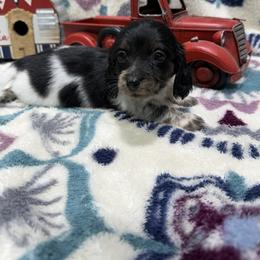 Copper(1300 - Piebald male Dachshund puppy in Mansfield, Missouri from Owens Farm