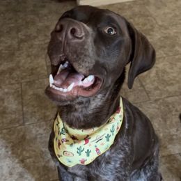 German Shorthaired Pointers from Rocking RMB