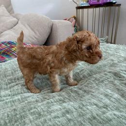 Boy 2 - Apricot male Poodle puppy in Maricopa, Arizona from La Petite poodle