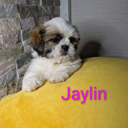 Jaylin - Black gold and white female Shih Tzu puppy in Clyde, North Carolina from Shawgo Pups