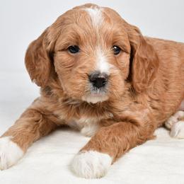 Penny - Red  female Goldendoodle puppy in Millersburg, Ohio from Ohio Puppy Paws