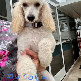 Aurora - Poodle