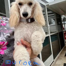 Aurora - Poodle