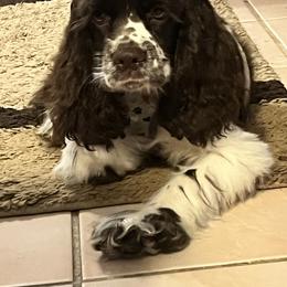 Cocker Spaniel Puppies from Anastasia Knight's Cocker Spaniels