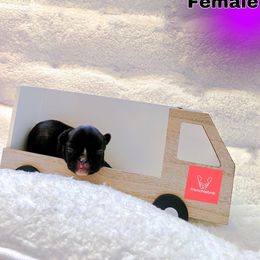 French Bulldog Puppies from FrenchieBnB