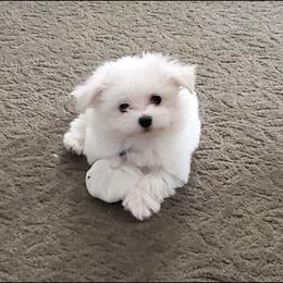 702 213 1680 BOY - White male Maltese puppy in Nevada from LAS VEGAS PUPPY